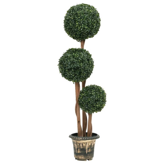 Boxwood Plant with Pot Ball Shaped Green